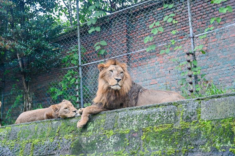 揭秘動(dòng)物園獅子價(jià)格，究竟多少錢(qián)？一網(wǎng)打盡所有信息！