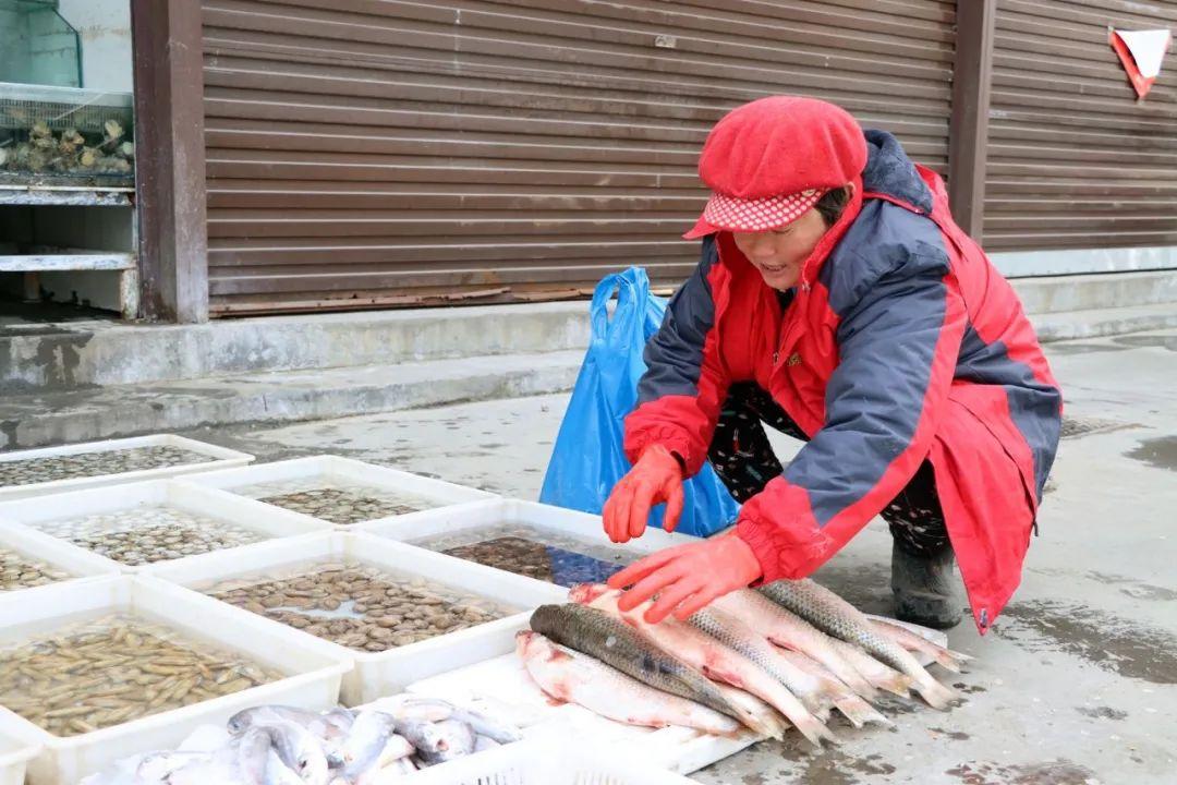 濰坊海面凍住大量梭魚，根本撿不完